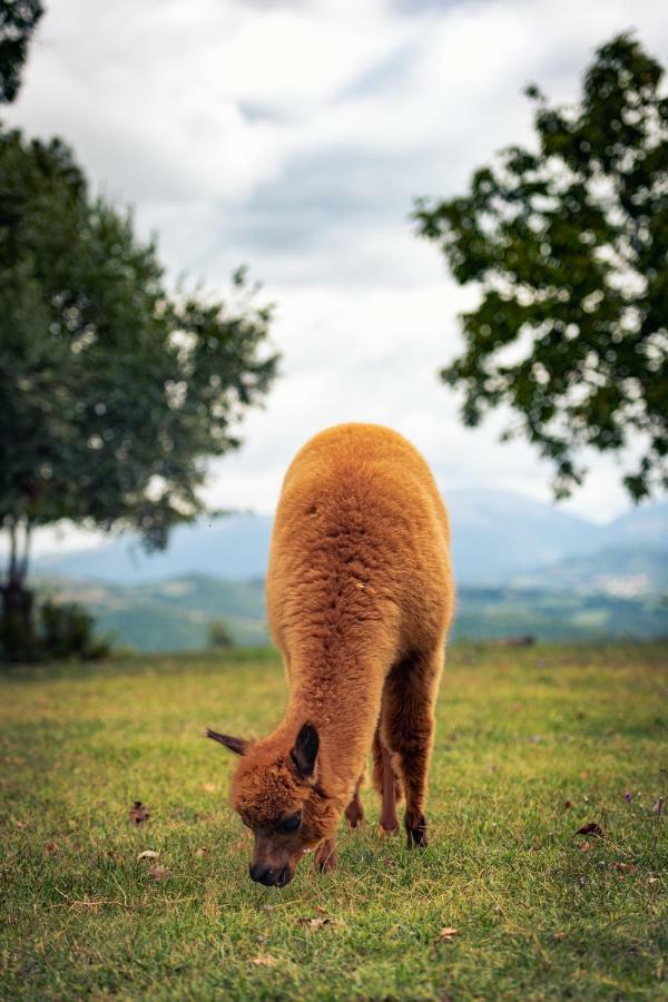 Il Beccafico Alpaca * Mengara